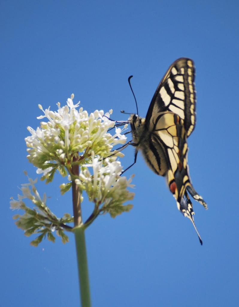 2010CM1_197 R Machaon