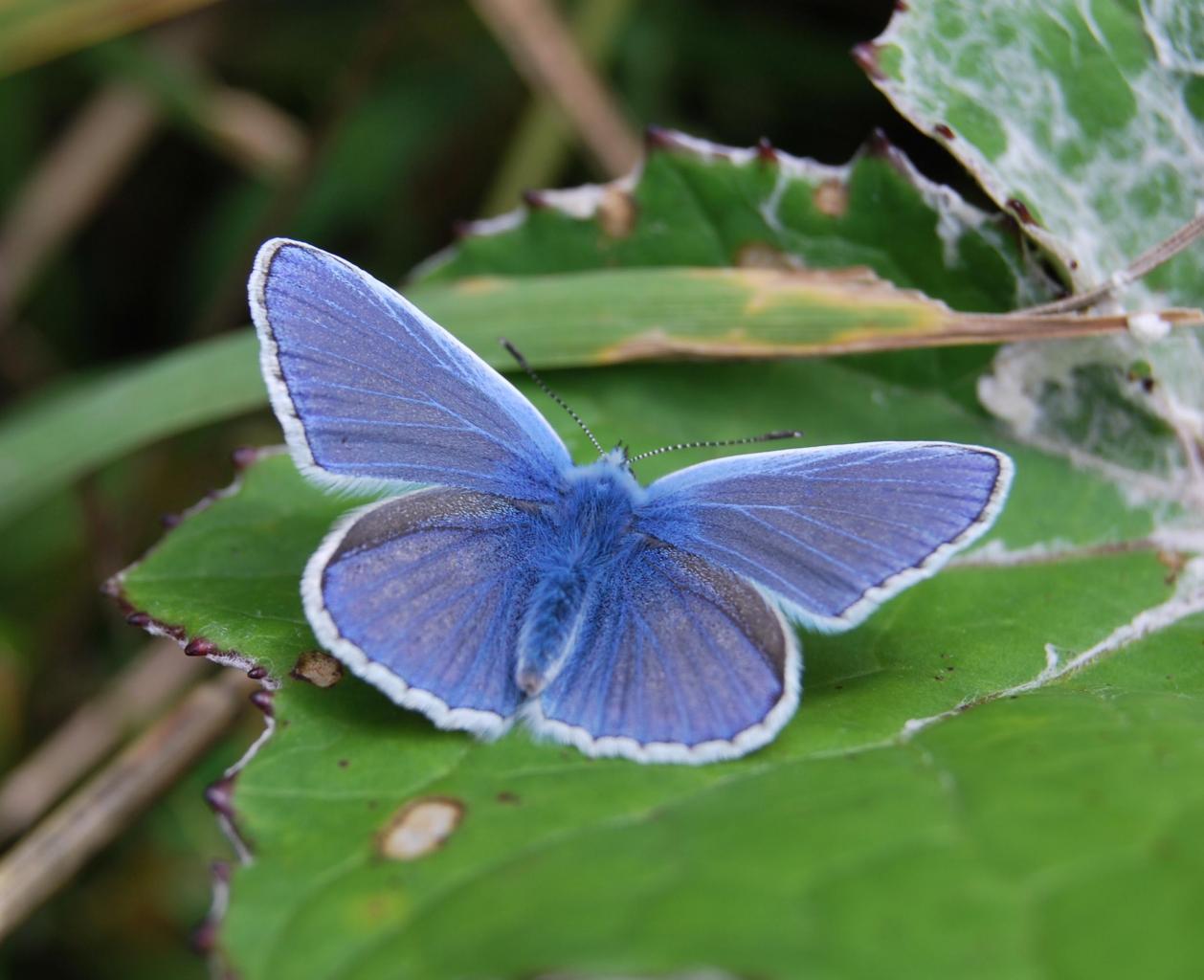 2011CM3_134 R  Azuré