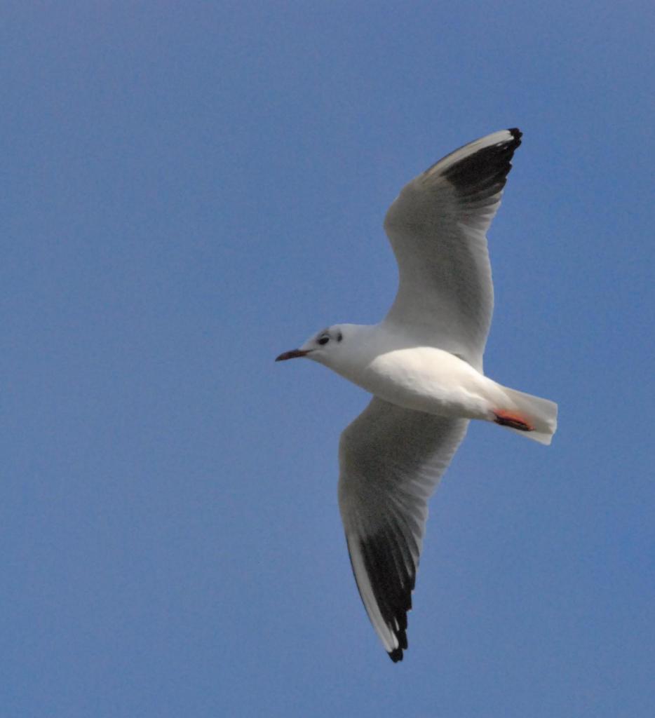 2012CM1_015 R mouette rieuse