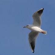 2012CM1_015 R mouette rieuse