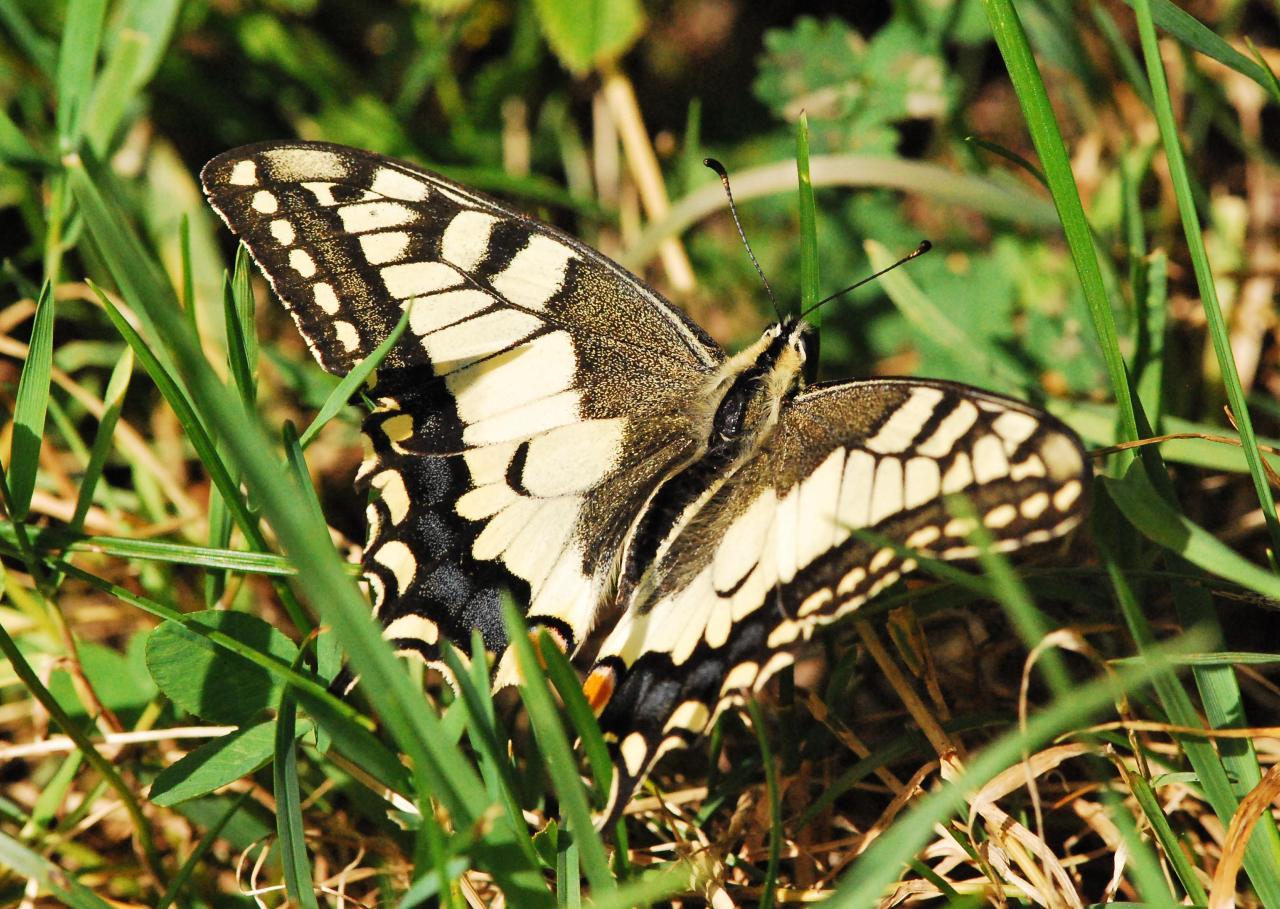 2013CM3_363 R  Machaon