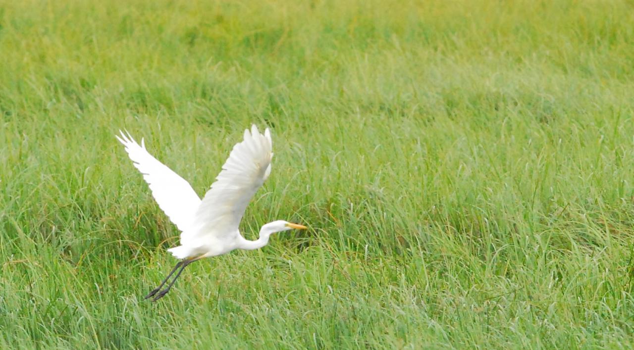 2013CM3_376 R grande aigrette