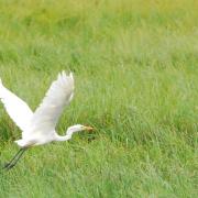 2013CM3_376 R grande aigrette