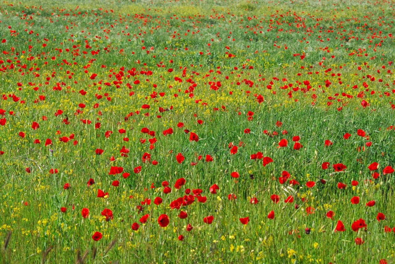 2014CM1_294 Coquelicots