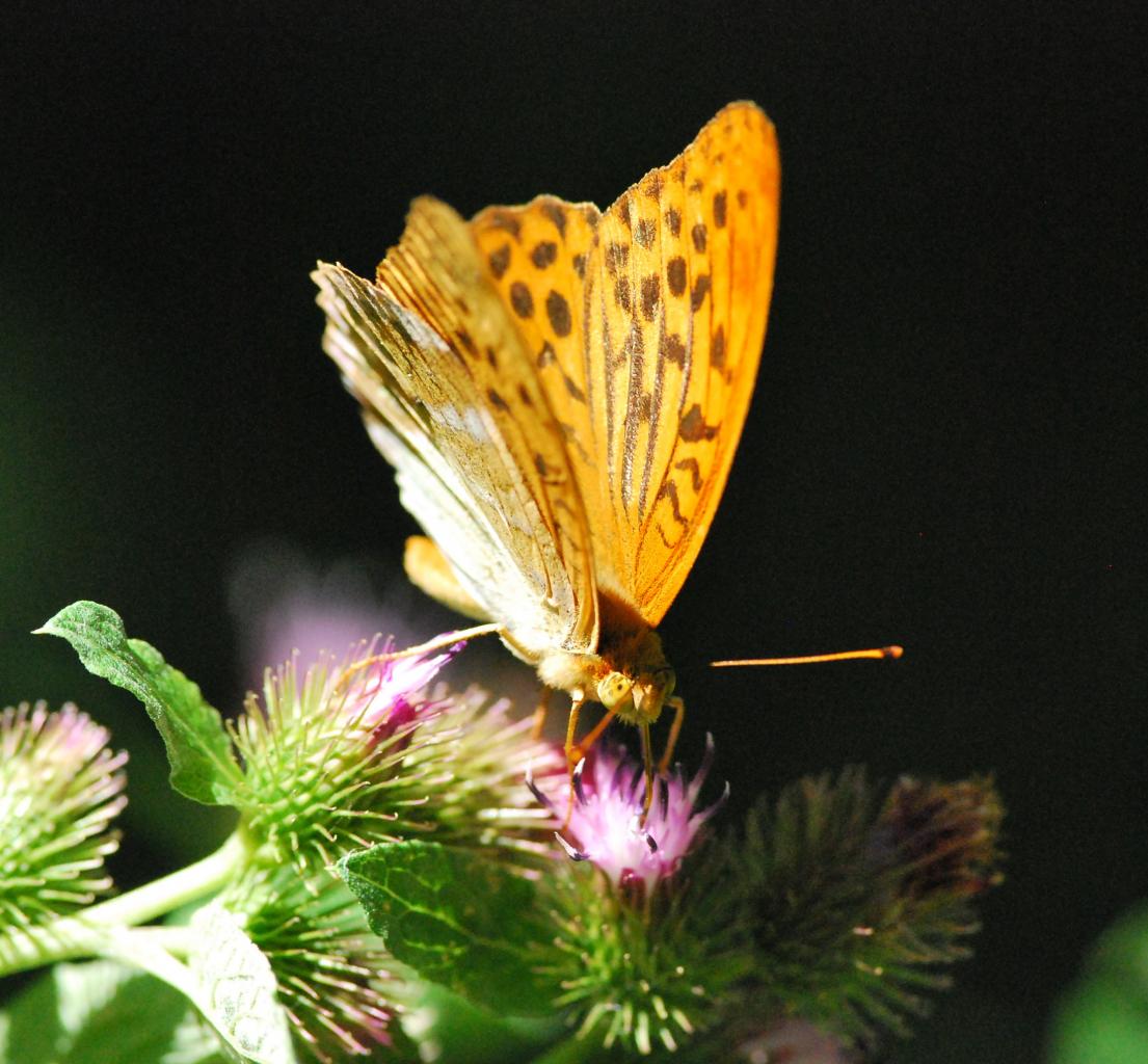2014CM2_094 R