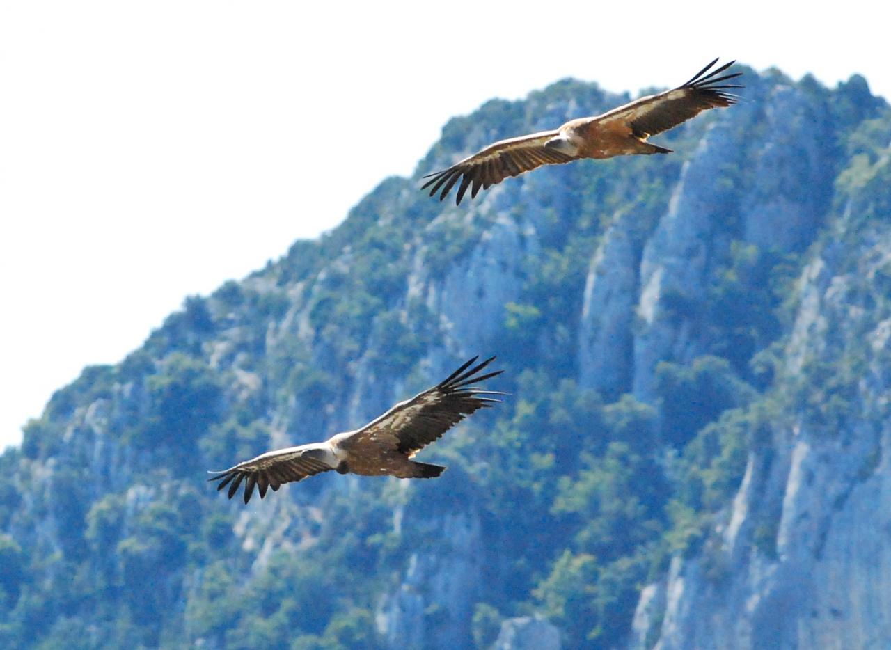 2014CM2_130 gorges du verdon vautours fauves R