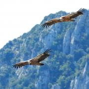 2014CM2_130 gorges du verdon vautours fauves R