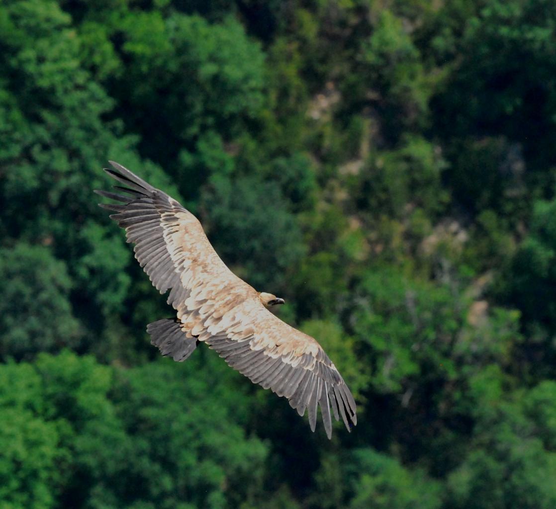 2014CM2_150 gorges du Verdon vautour fauve R