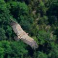 2014CM2_150 gorges du Verdon vautour fauve R
