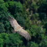 2014CM2_150 gorges du Verdon vautour fauve R