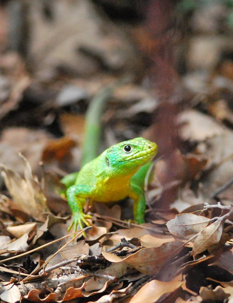2014CM3_056 lézard R