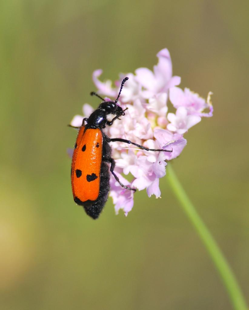 2014CM3_084 R