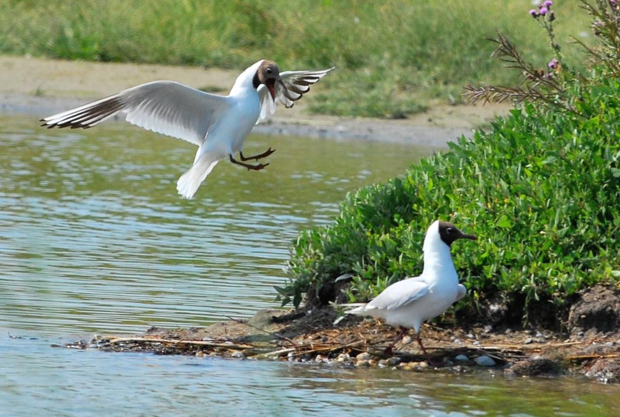 2015CM2_059 R mouette rieuse