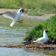 2015CM2_059 R mouette rieuse