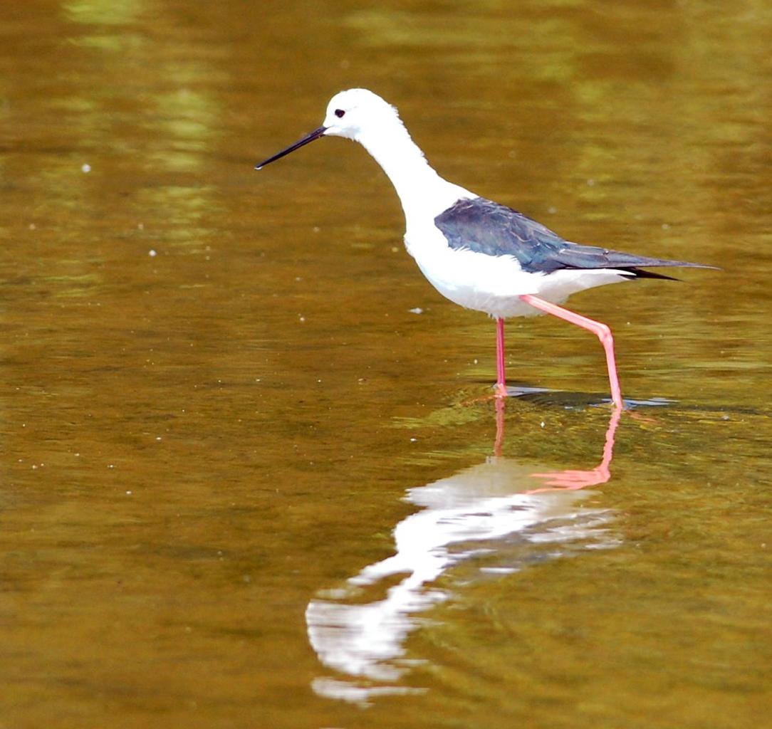 2015CM2_074 R échasse blanche