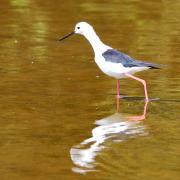 2015CM2_074 R échasse blanche