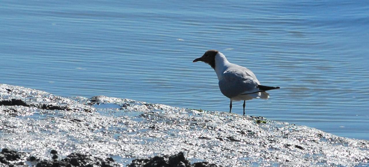 2015CM2_119 R mouette rieuse