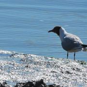 2015CM2_119 R mouette rieuse