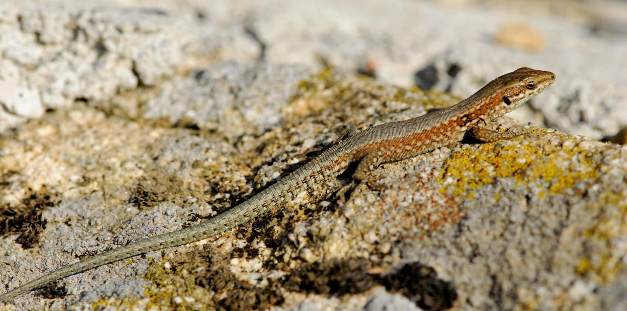 2015CM3_217 R lézard des murailles