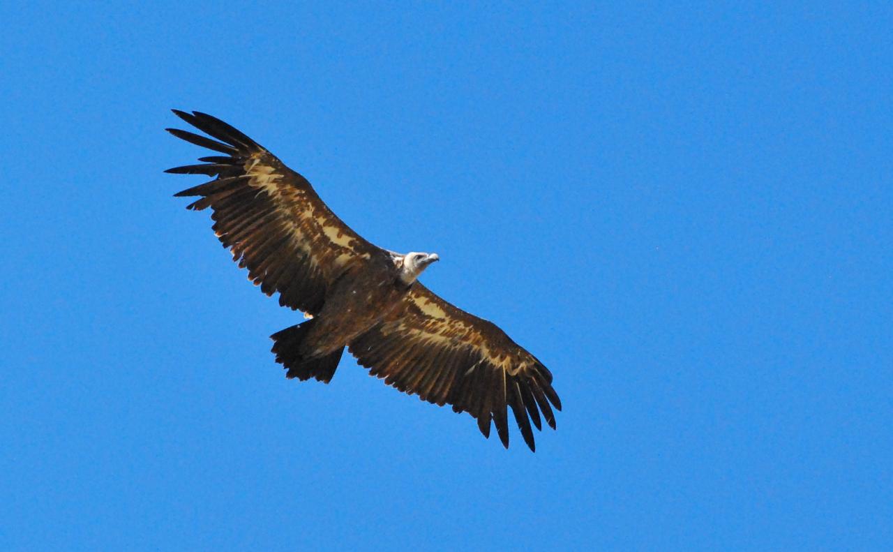 2015CM3_224 R vautour fauve