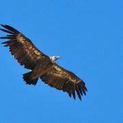 2015CM3_224 R vautour fauve