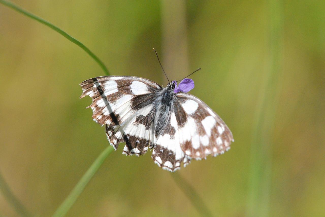 2016 D60 2 105 Demi-deuil