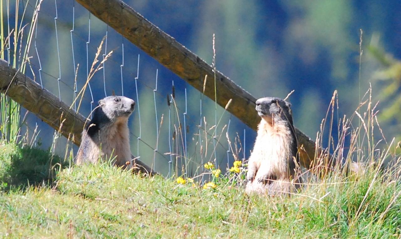 2016 D60 2 405 1 marmotte
