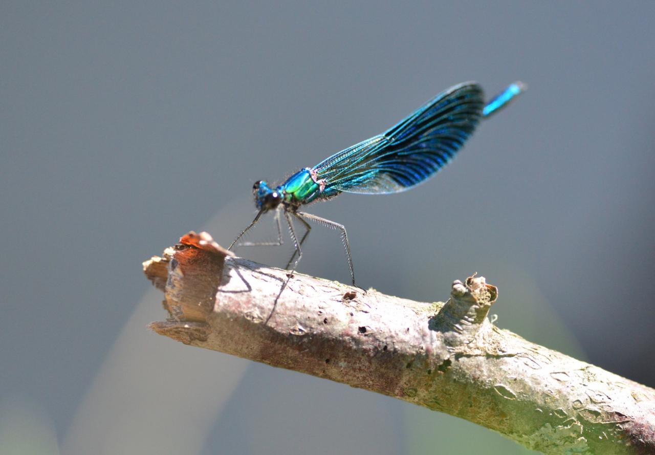 2016 D610 3 016 1 libellule