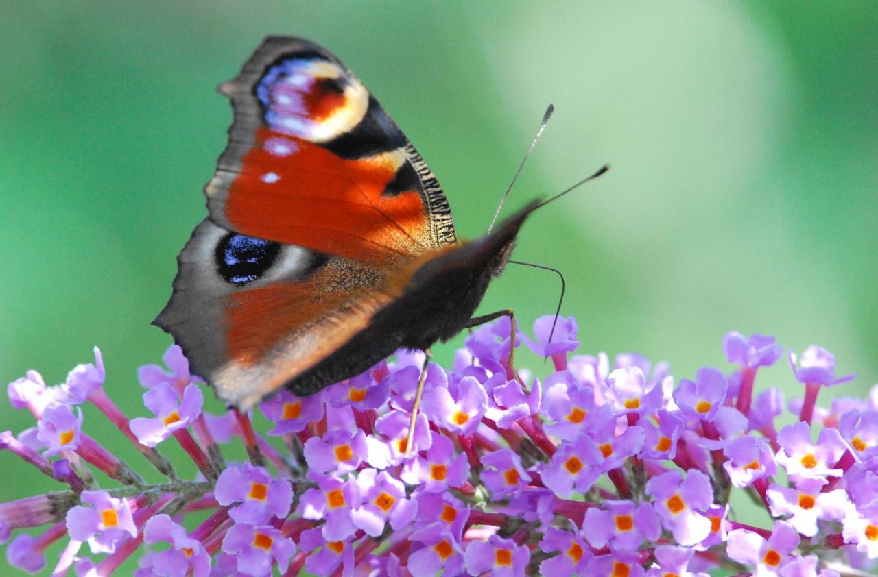 2017 D60 3 001 1 Papillon paon du jour