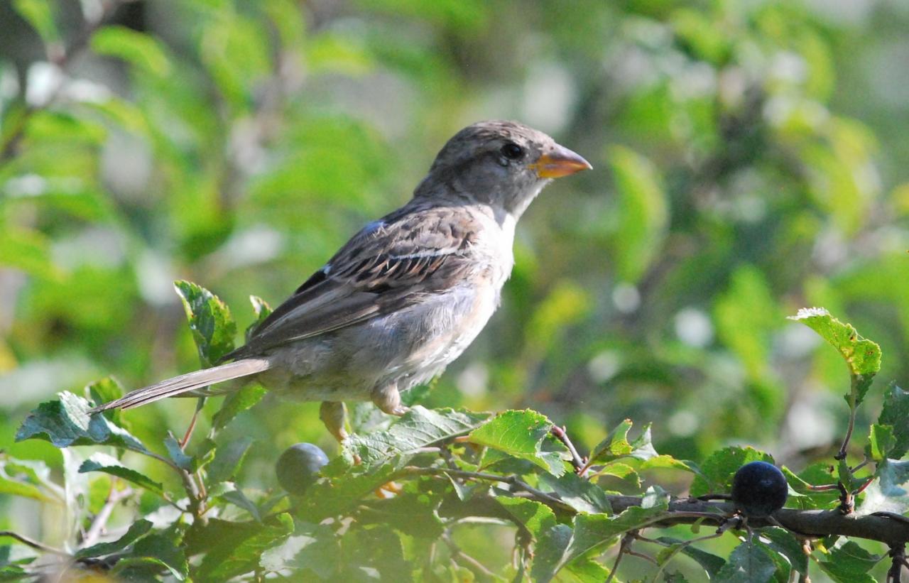 2017 D60 3 026 1 moineau domestique