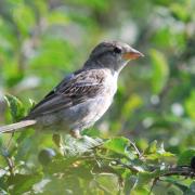 2017 D60 3 026 1 moineau domestique