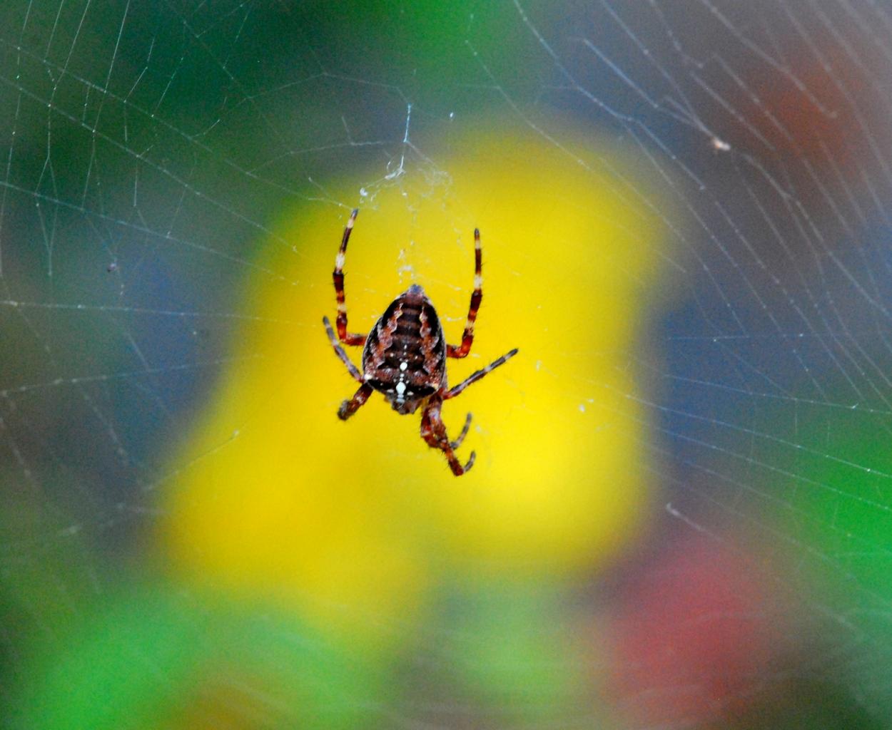 2017 D60 3 065 1 araignée