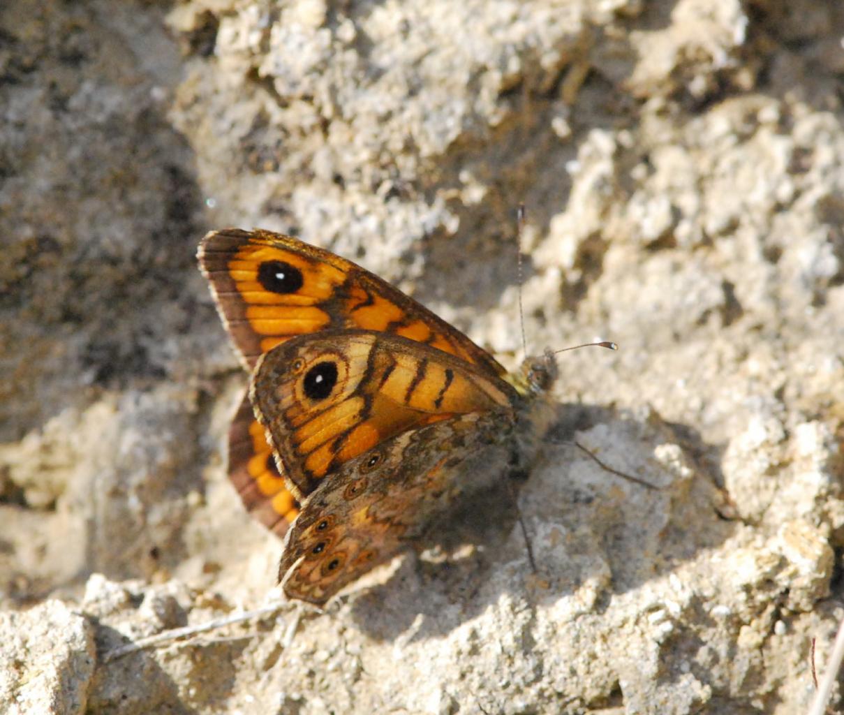 2017 D60 4 033 1 mégère