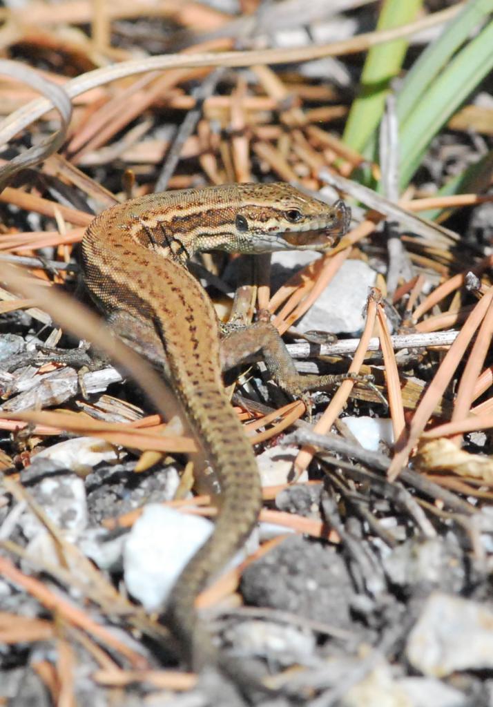 2017 D60 4 070 1 lézard