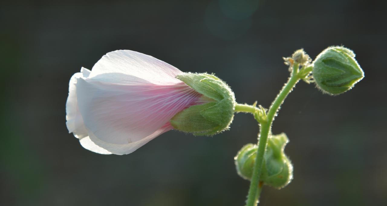 2017 D610 3 228 1 rose trémière
