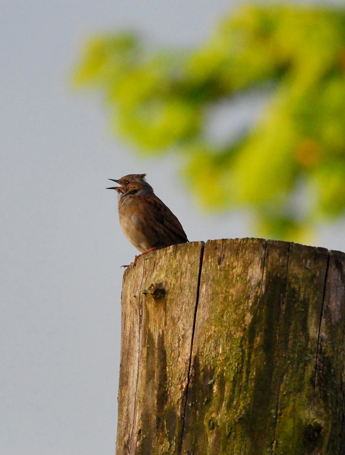 2018 D60 2 002 1 oiseau fauvette_00001