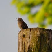 2018 D60 2 002 1 oiseau fauvette_00001