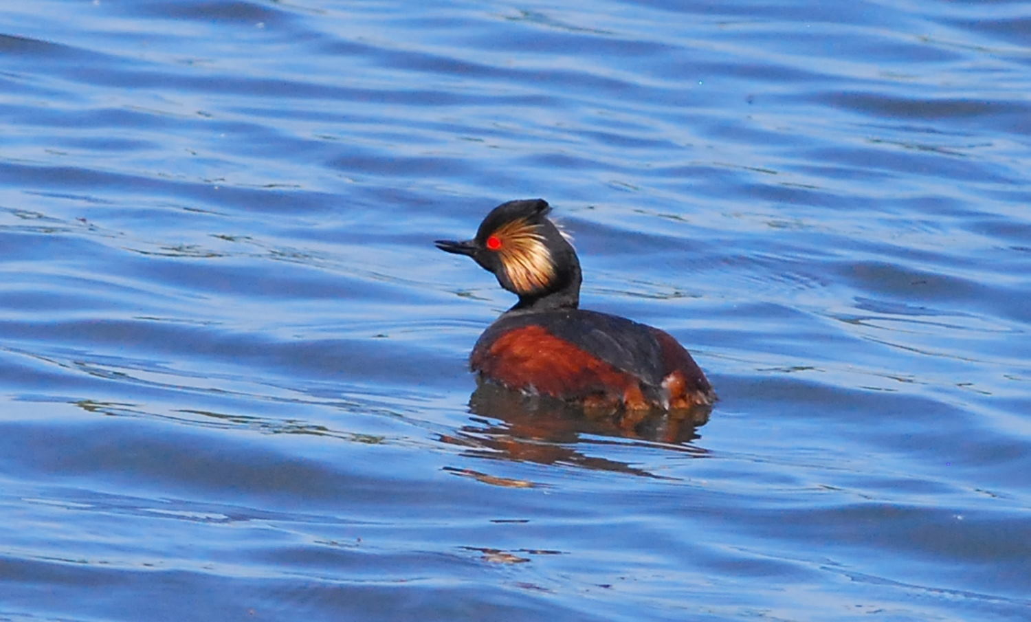 2018 D60 2 007 1 oiseau grèbe à cou noir_00002