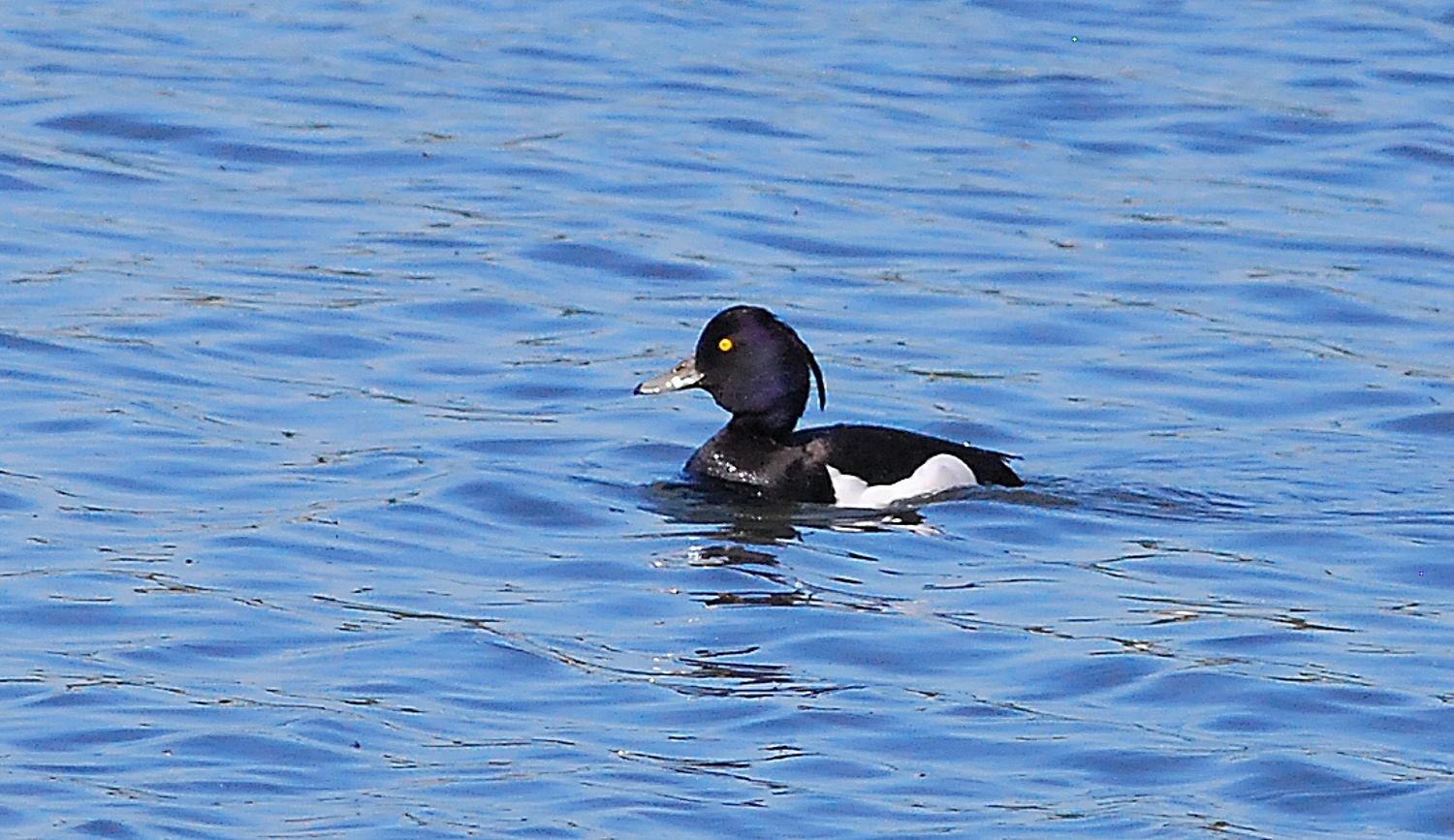 2018 D60 2 011 1 oiseau canard fuligule morillon_00003