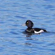 2018 D60 2 011 1 oiseau canard fuligule morillon_00003