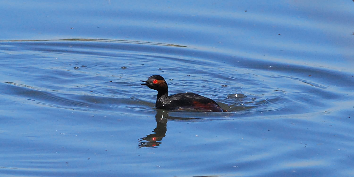 2018 D60 2 017 1 oiseau grèbe à cou noir_00004