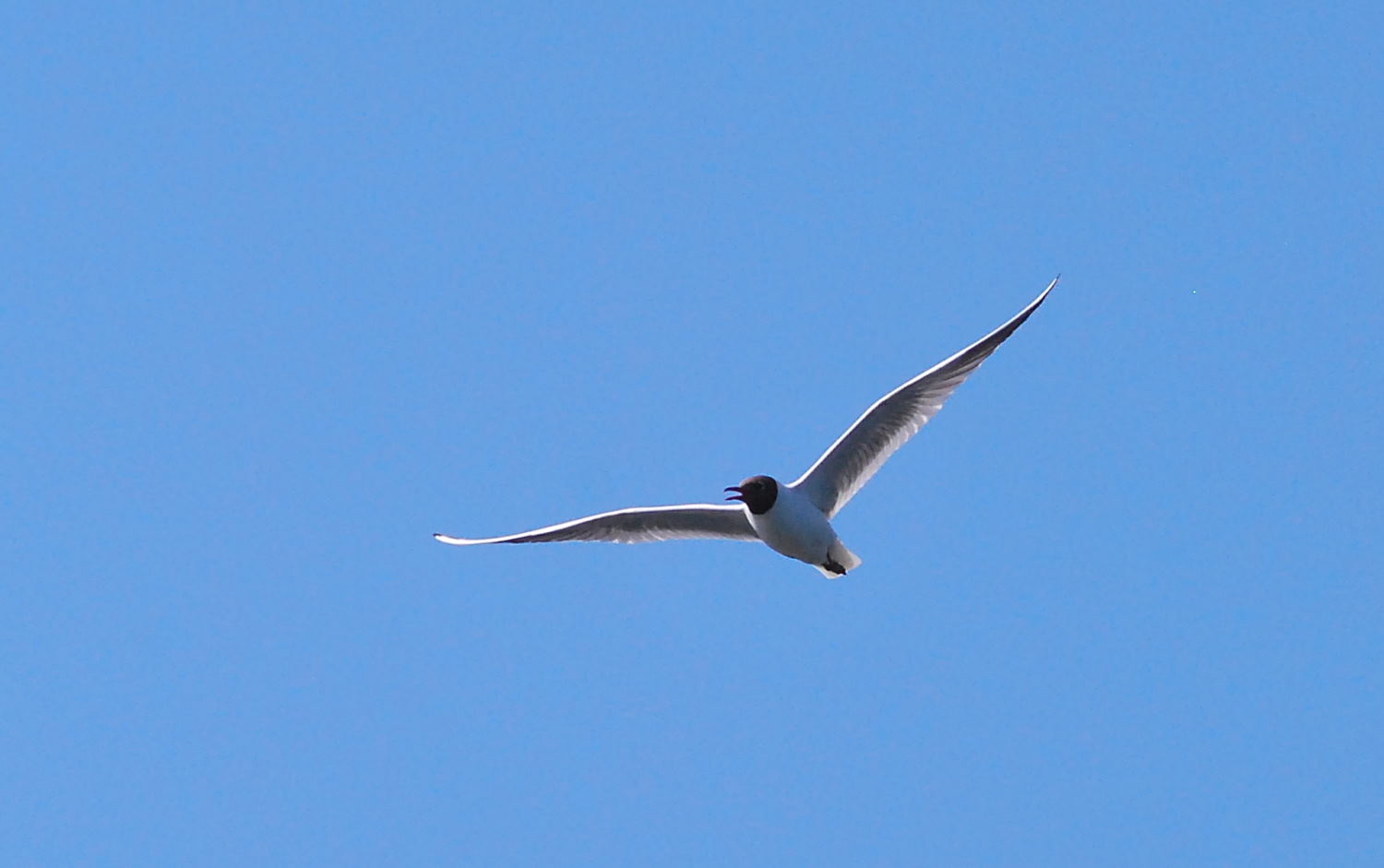 2018 D60 2 029 1 oiseau mouette rieuse_00005