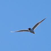 2018 D60 2 029 1 oiseau mouette rieuse_00005