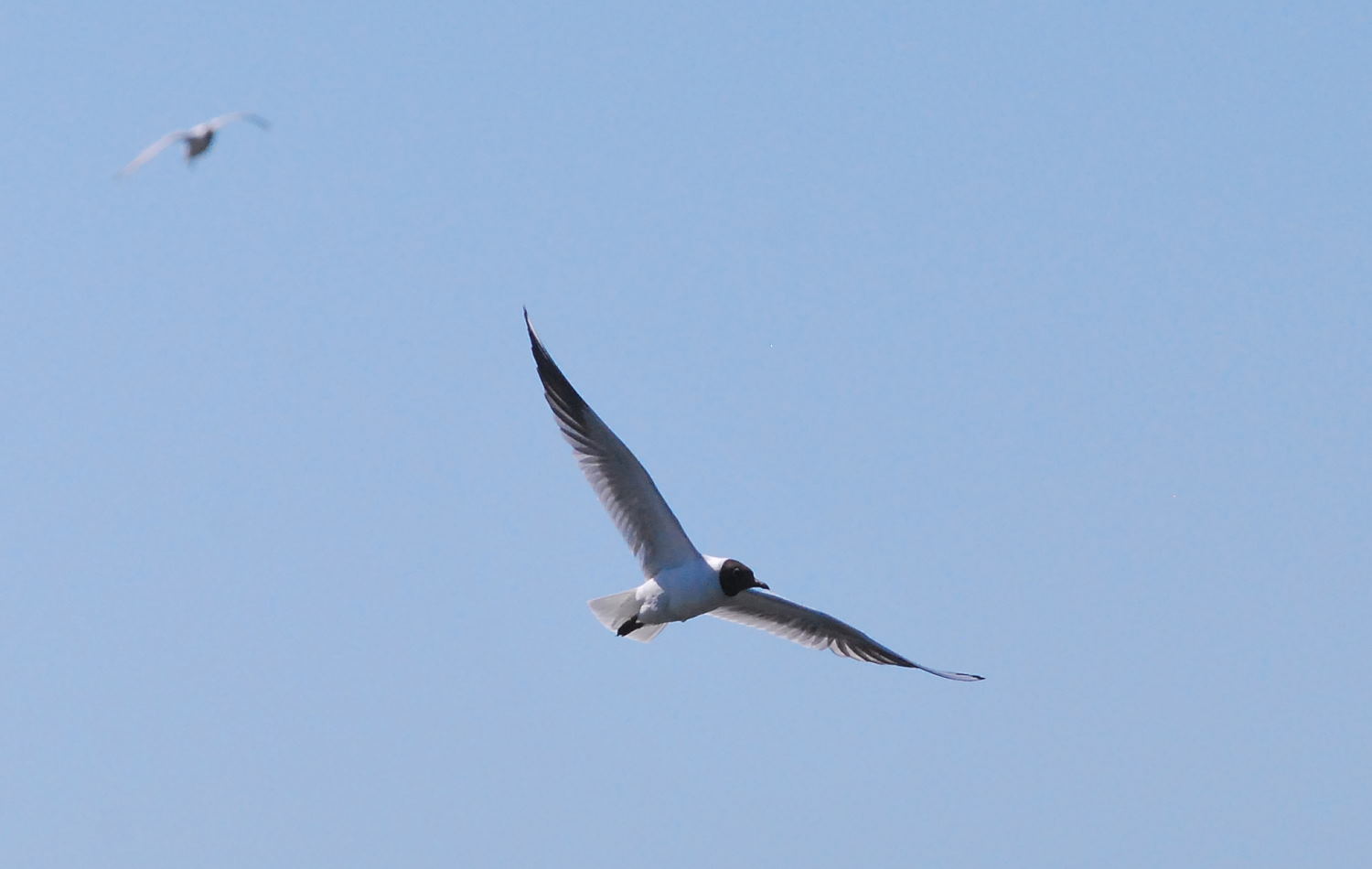 2018 D60 2 030 1 oiseau mouette rieuse_00006