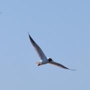 2018 D60 2 030 1 oiseau mouette rieuse_00006