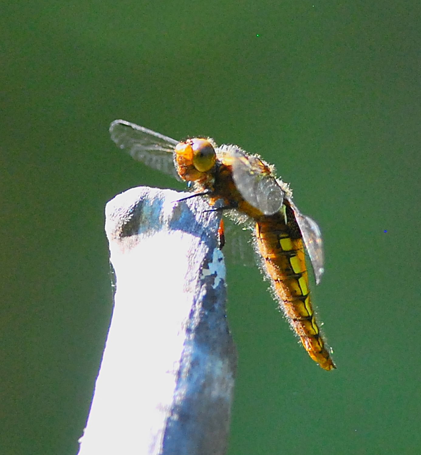 2018 D60 2 038 1 insecte libellule_00008