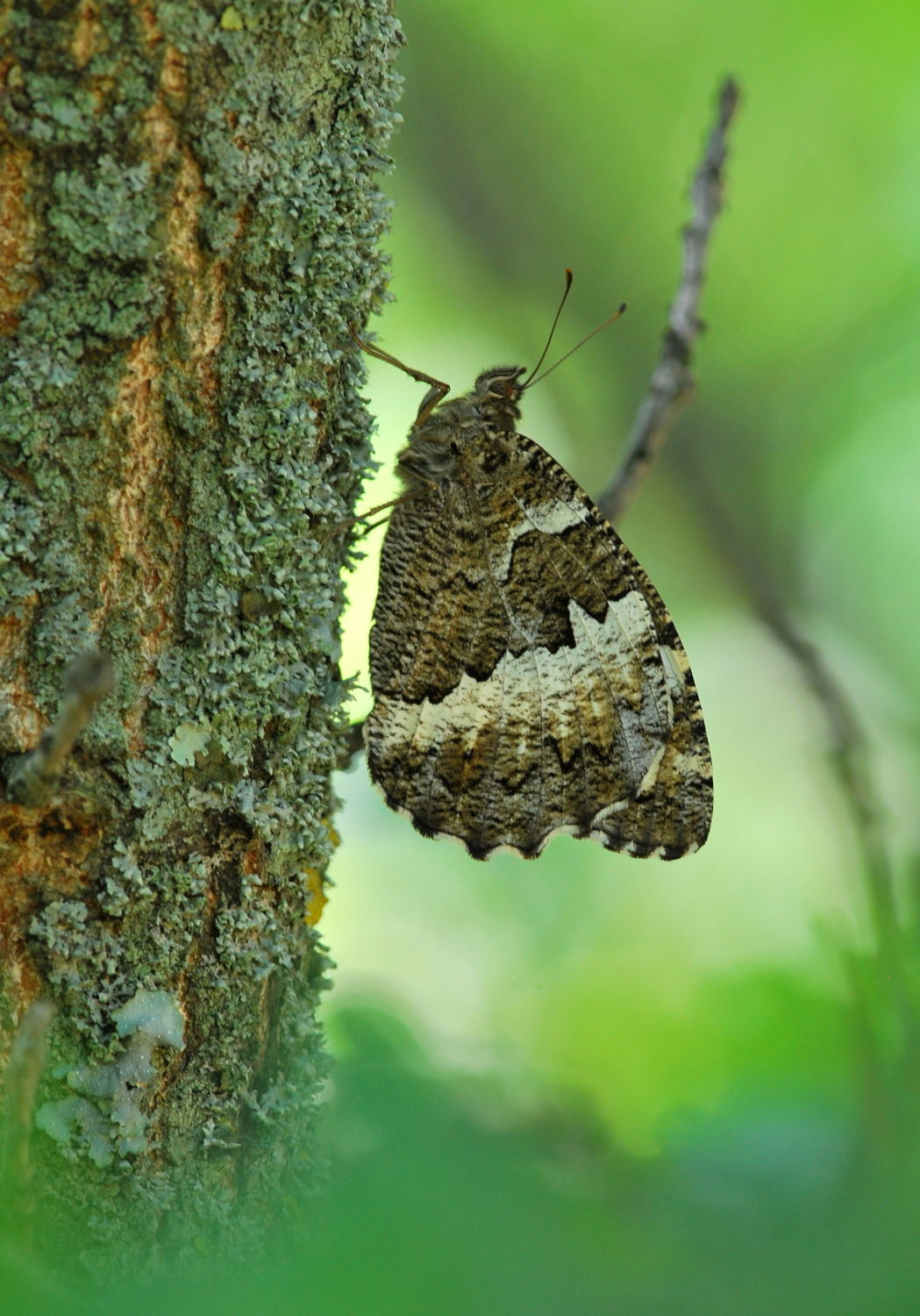 2018 D60 2 075 1 papillon silène_00010