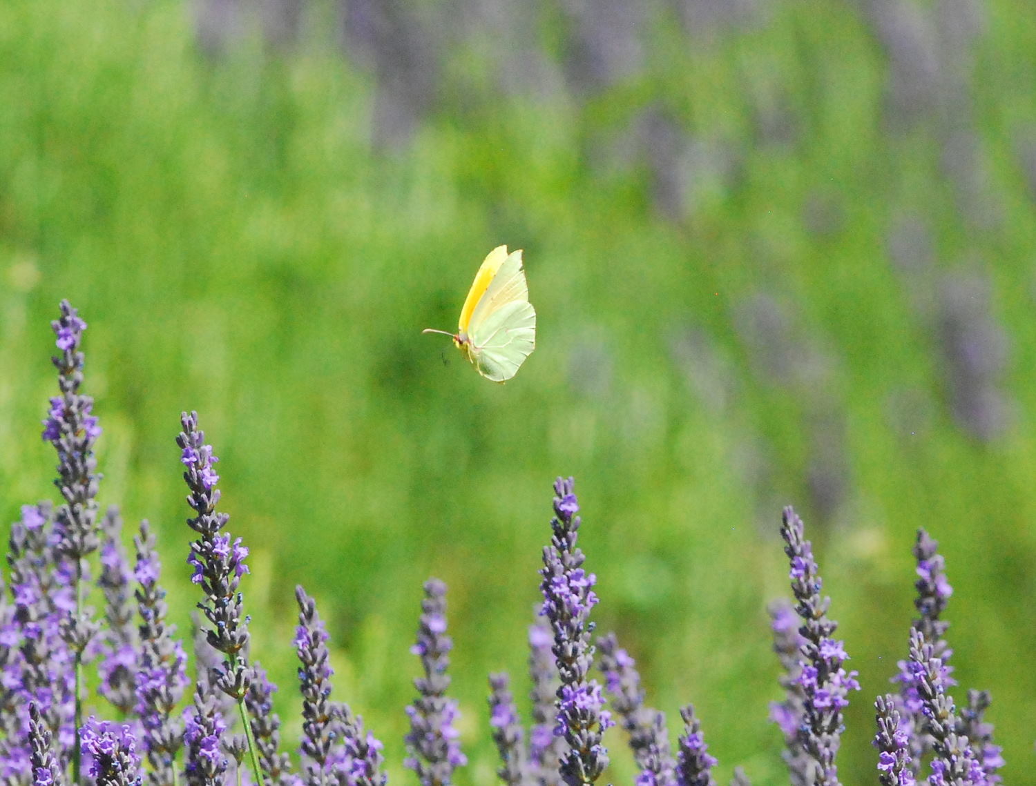 2018 D60 2 080 1 lavande papillon citron de Provence_00011
