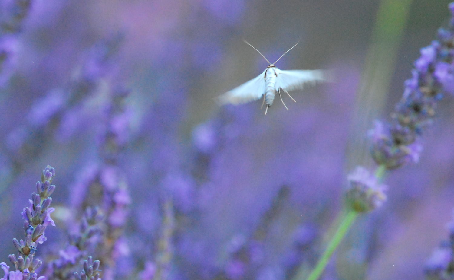 2018 D60 2 097 1 lavande papillon pyrale du buis_00012