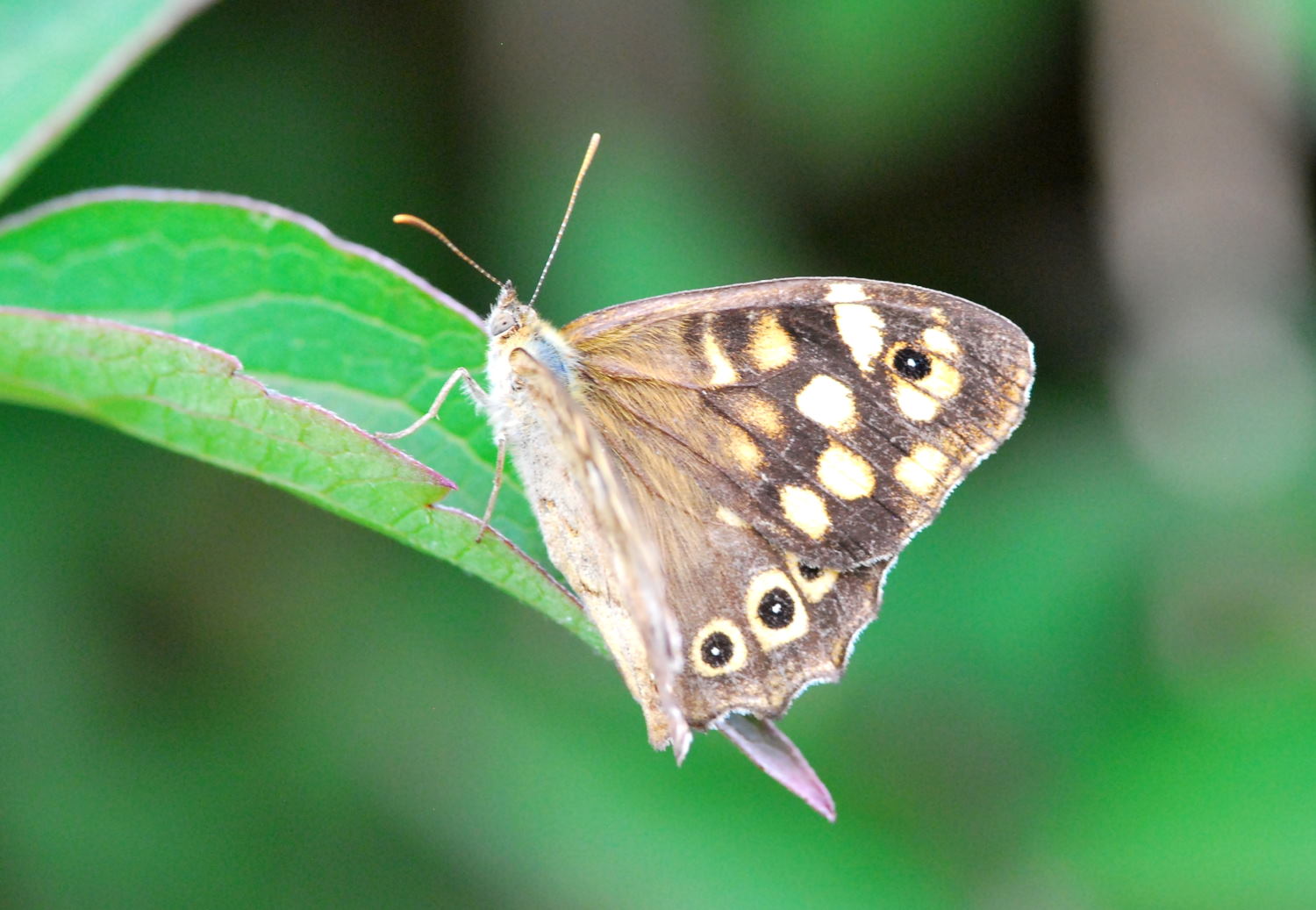 2018 D60 2 131 1 tircis